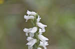 Nodding lady's tresses